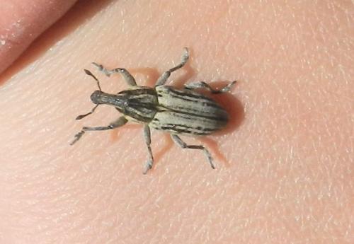 Réf. 195 143 : Mecaspis sp.